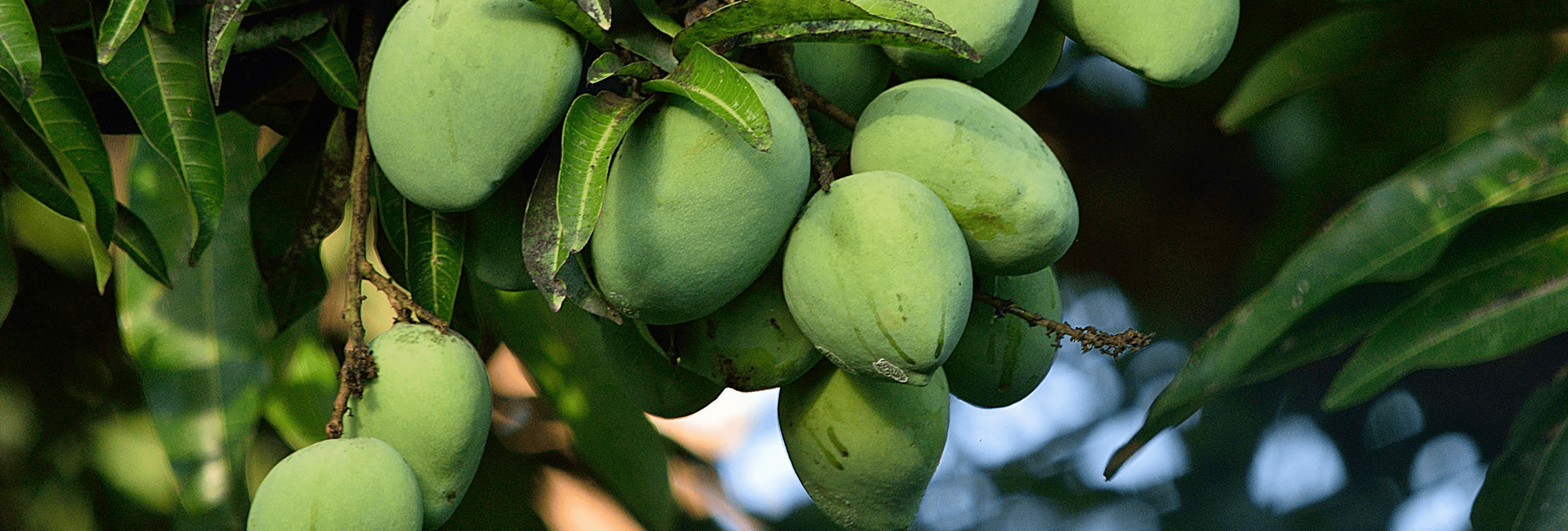Mango’s “Sap-Trap” : Be Extra Careful! – Earthful