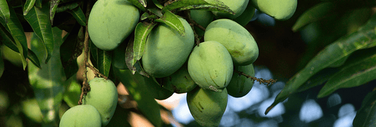 Mango’s “Sap-Trap” : Be Extra Careful!